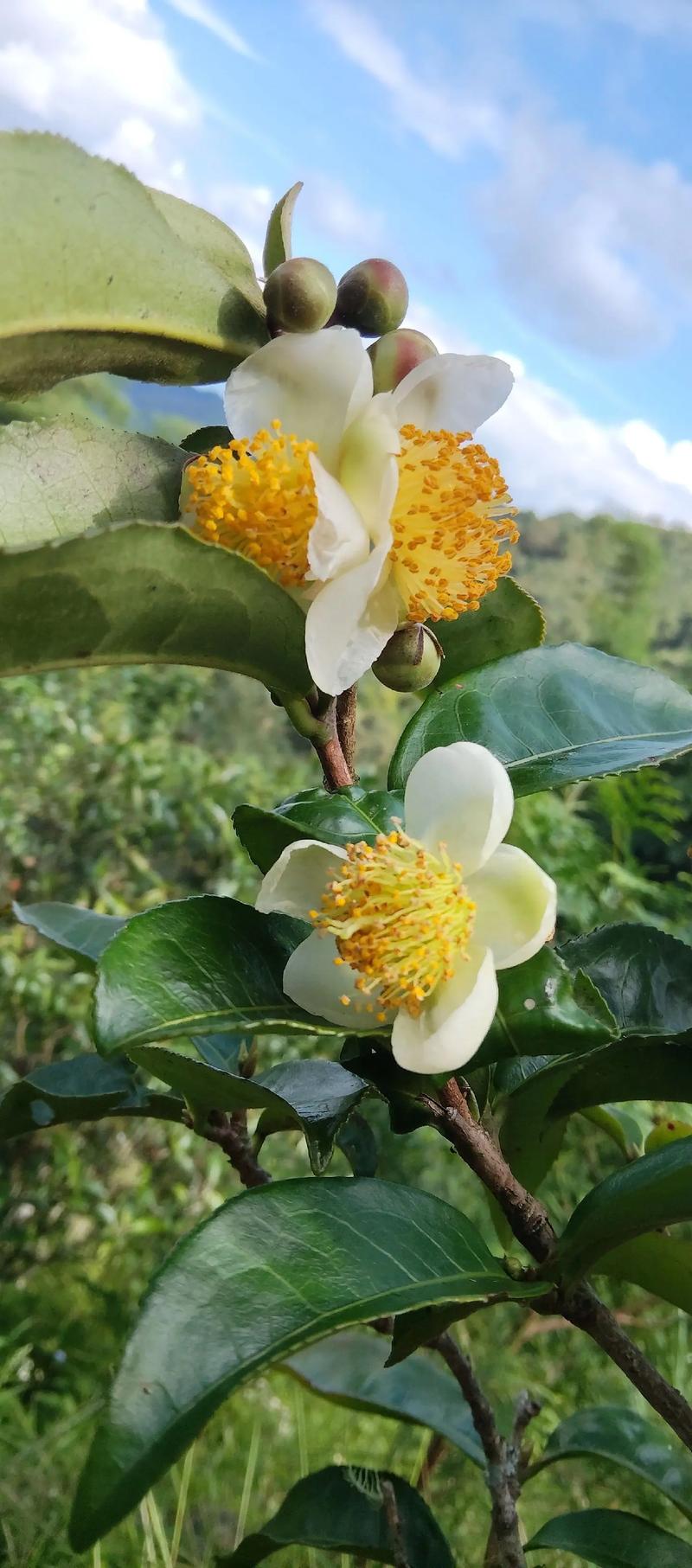 古树茶——自然与时光的馈赠
